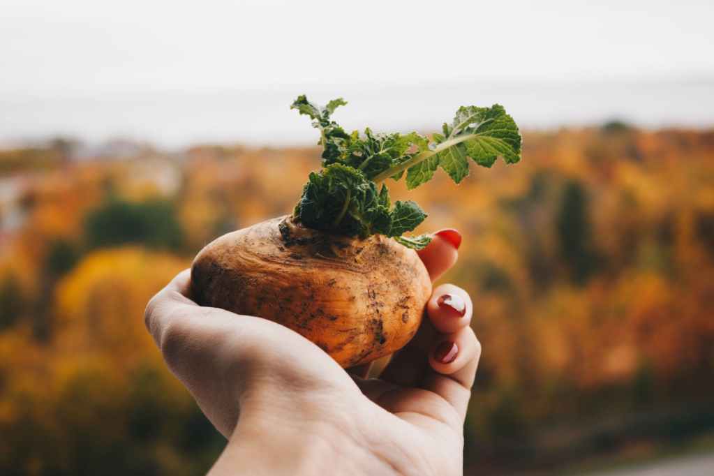 What Produce is in Season for Winter?