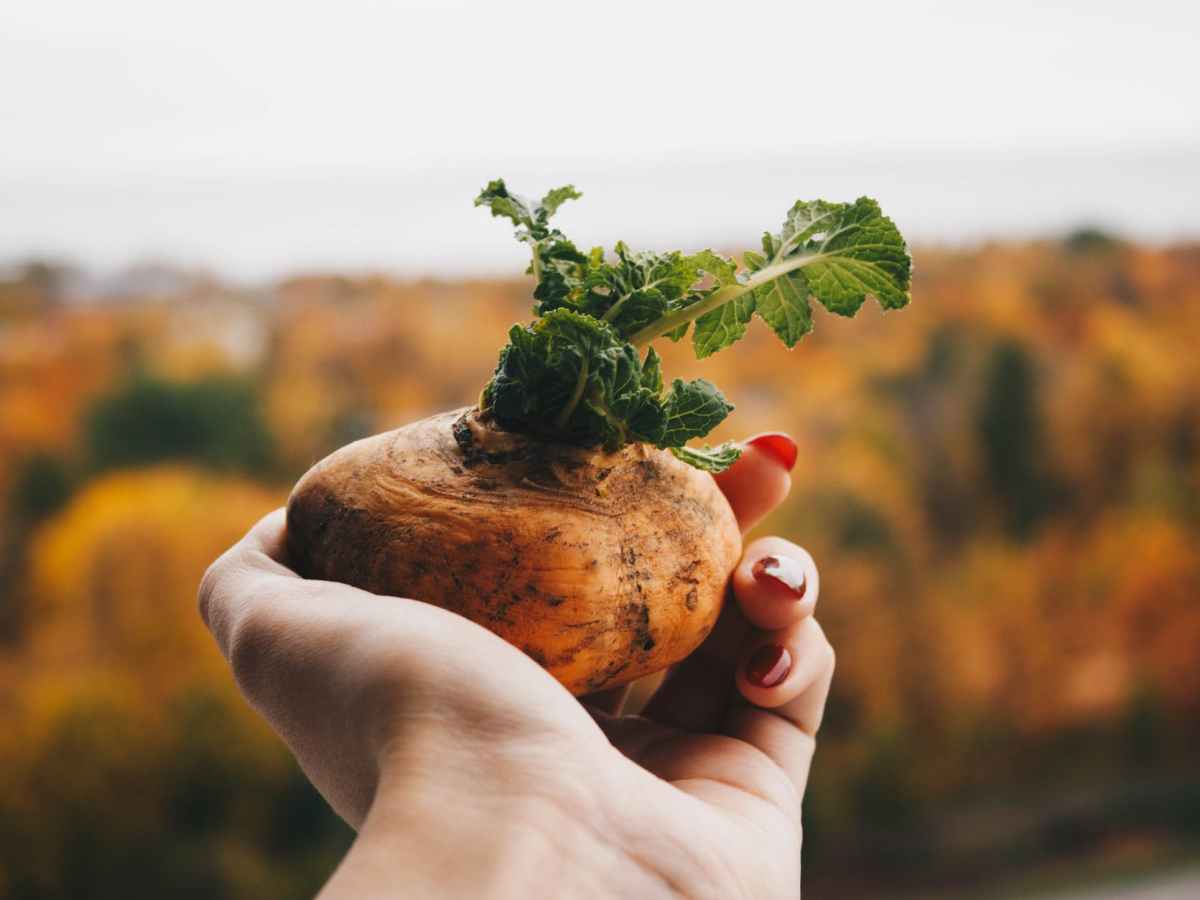 What Produce is in Season for Winter? + Recipes